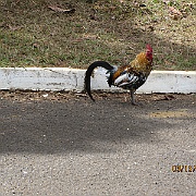 Picture 039